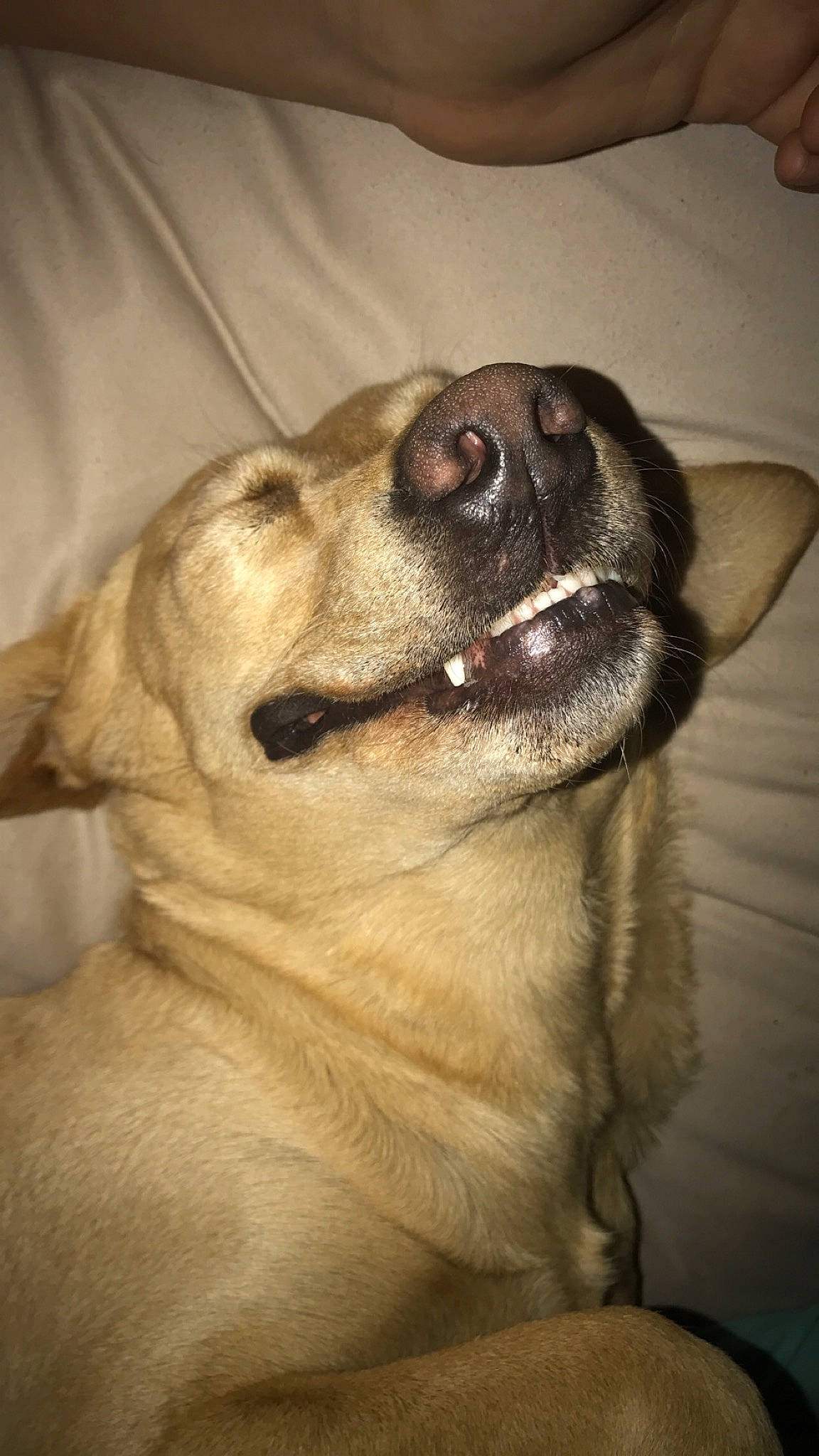 Avery joined the competition — help win amazing prizes! canidae, carnivore, companion_dog, dog, dog_breed, fawn, labrador_retriever, mammal, nose, pug, snout, sporting_group, vertebrate, whiskers
