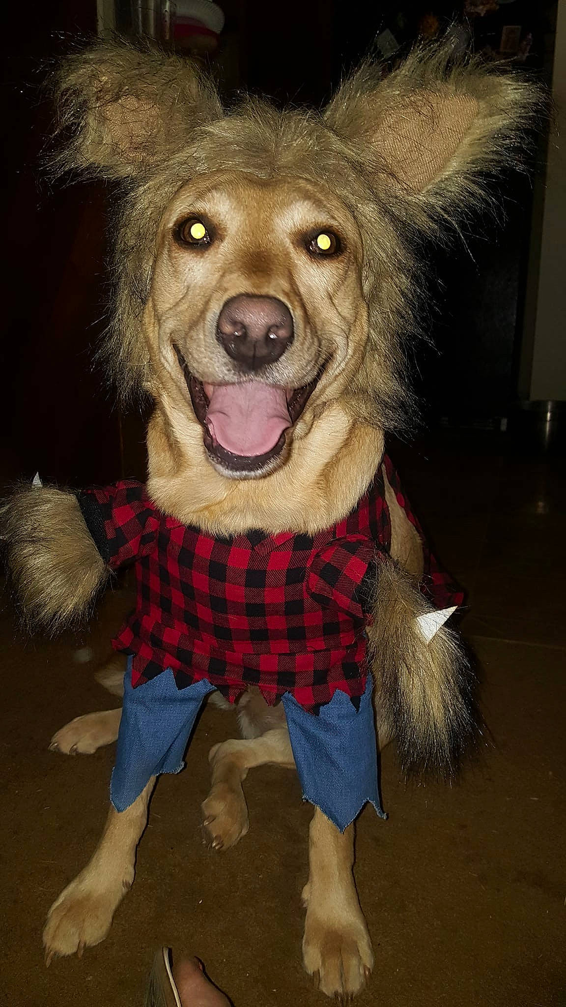 Avery is registered to the contest to win money with this photo: canidae, carnivore, companion_dog, costume, dog, dog_breed, dog_clothes, fictional_character, fur