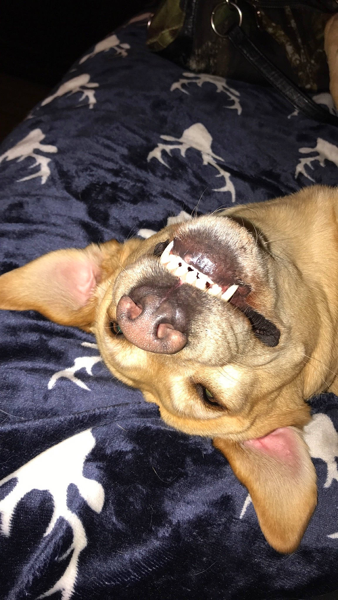 Avery is registered to the contest to win money with this photo: american_pit_bull_terrier, canidae, carnivore, dog, dog_breed, ear, fawn, non_sporting_group, pit_bull, puppy, snout, sporting_group