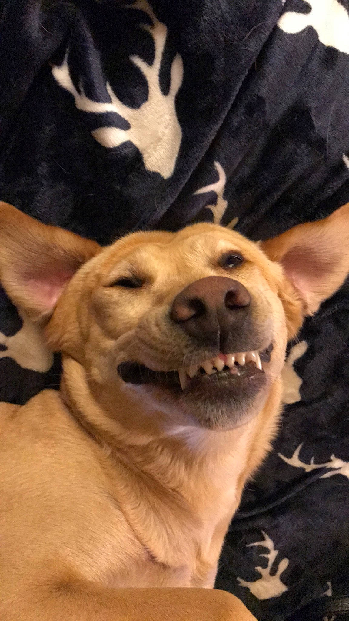 Avery joined the competition — help win amazing prizes! canidae, carnivore, carolina_dog, companion_dog, dog, dog_breed, fawn, feist, labrador_retriever, mammal, potcake_dog, puppy_love, retriever, snout, sporting_group, vertebrate, whiskers