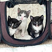 Babies joined the competition — help win amazing prizes! animal, black_and_white, carpet, cat, curious, cute, domestic_animal, ears, eyes, fabric, feline, gray_and_white, indoor, kitten, pet_carrier, sitting, small, soft, three_animals, young_animal