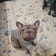 Maganda is registered to the contest to win money with this photo: animal, carpet, chair, collar, cute, dog, dog_face, domestic, ears, floor, footwear, french_bulldog, home, indoor, looking_up, patterned_rug, paws, pet, sitting, slippers