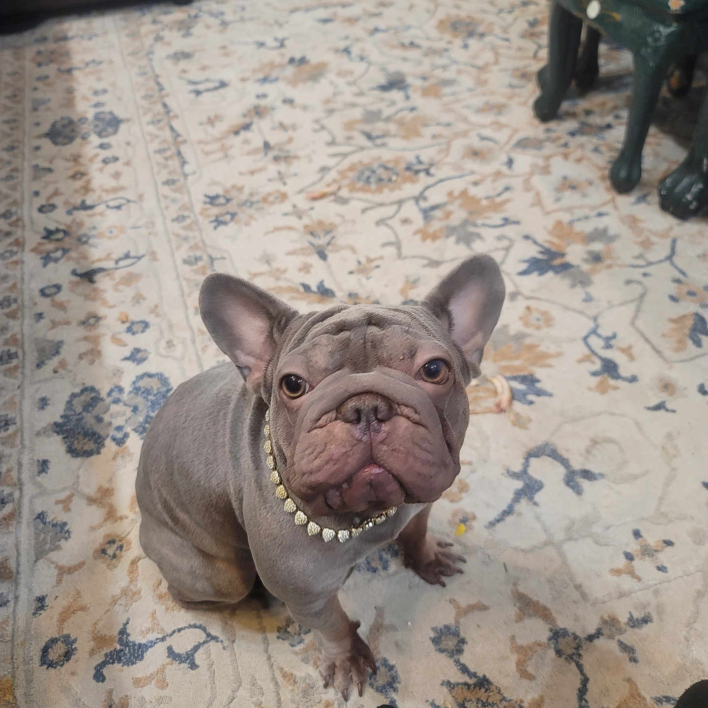 Maganda is registered to the contest to win money with this photo: animal, carpet, chair, collar, cute, dog, dog_face, domestic, ears, floor, footwear, french_bulldog, home, indoor, looking_up, patterned_rug, paws, pet, sitting, slippers