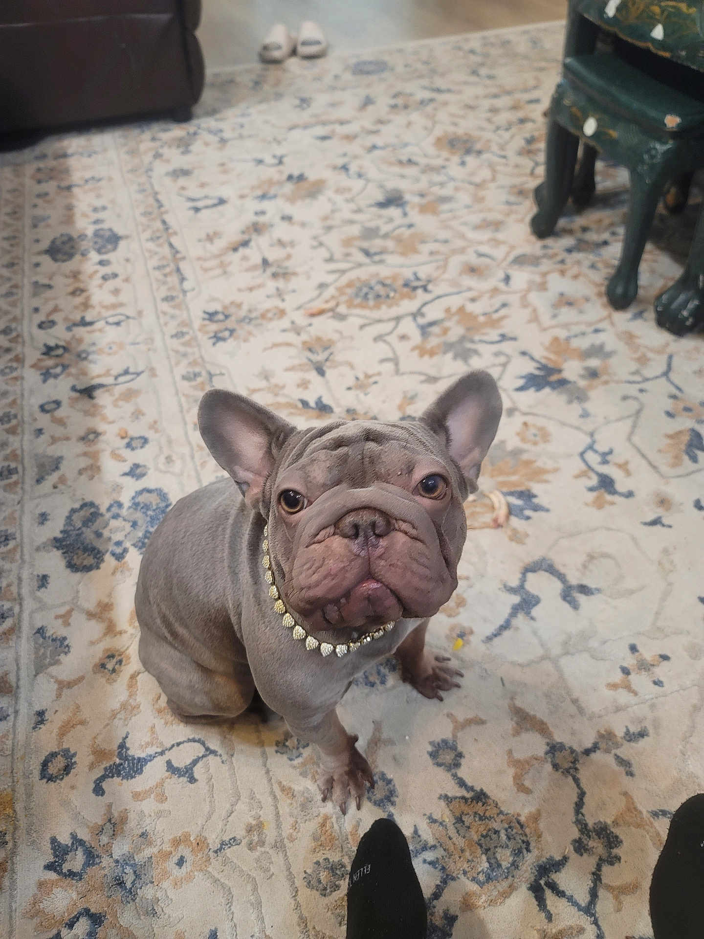 Maganda is registered to the contest to win money with this photo: animal, carpet, chair, collar, cute, dog, dog_face, domestic, ears, floor, footwear, french_bulldog, home, indoor, looking_up, patterned_rug, paws, pet, sitting, slippers