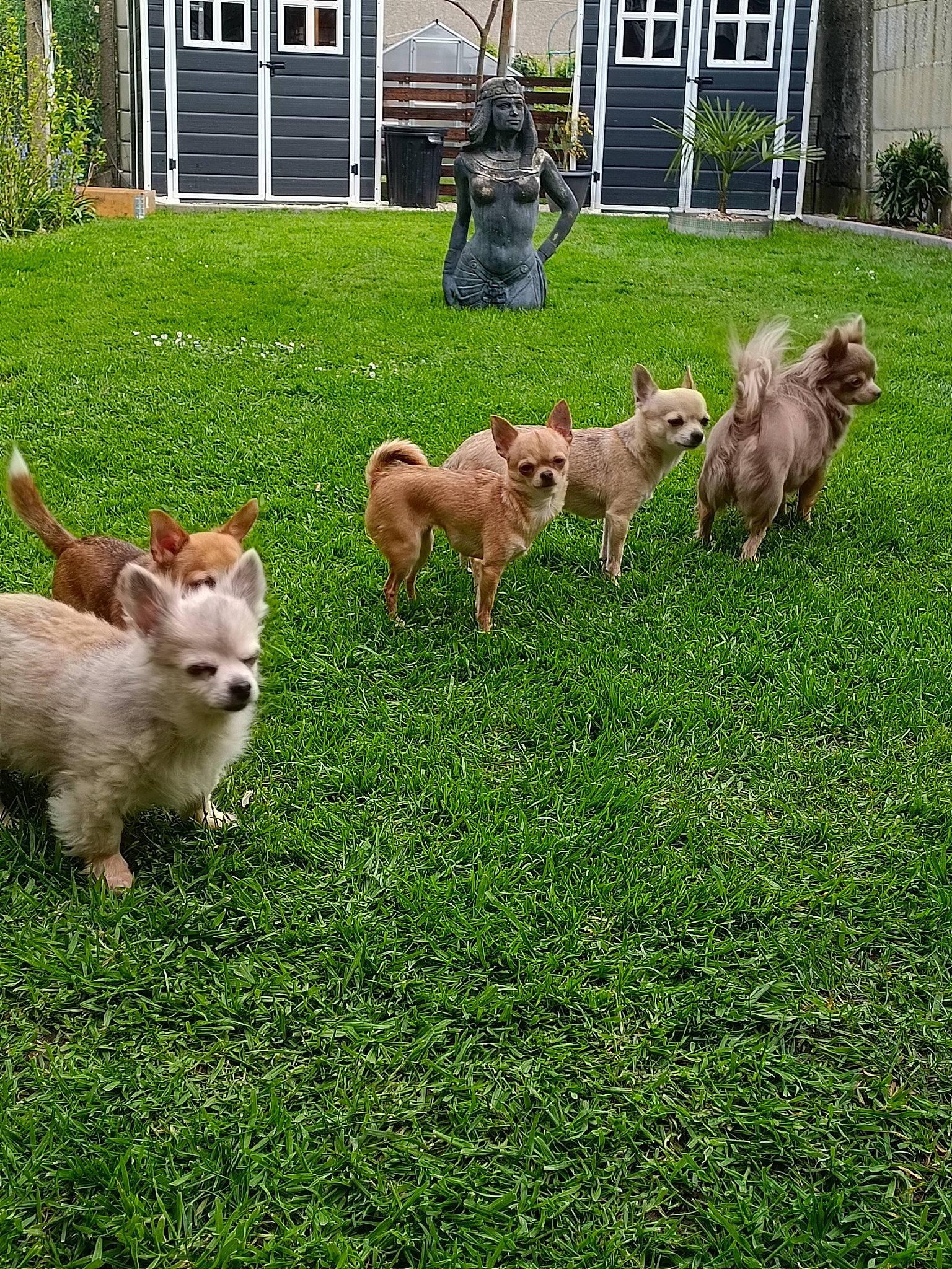 Mes Loulous participe au concours pour gagner de l'argent avec cette photo : building, canidae, carnivore, companion_dog, dog, dog_breed, door, fawn, felidae, grass, grass_family, grassland, groundcover, house, lawn, pasture, plant, sporting_group, tail, window