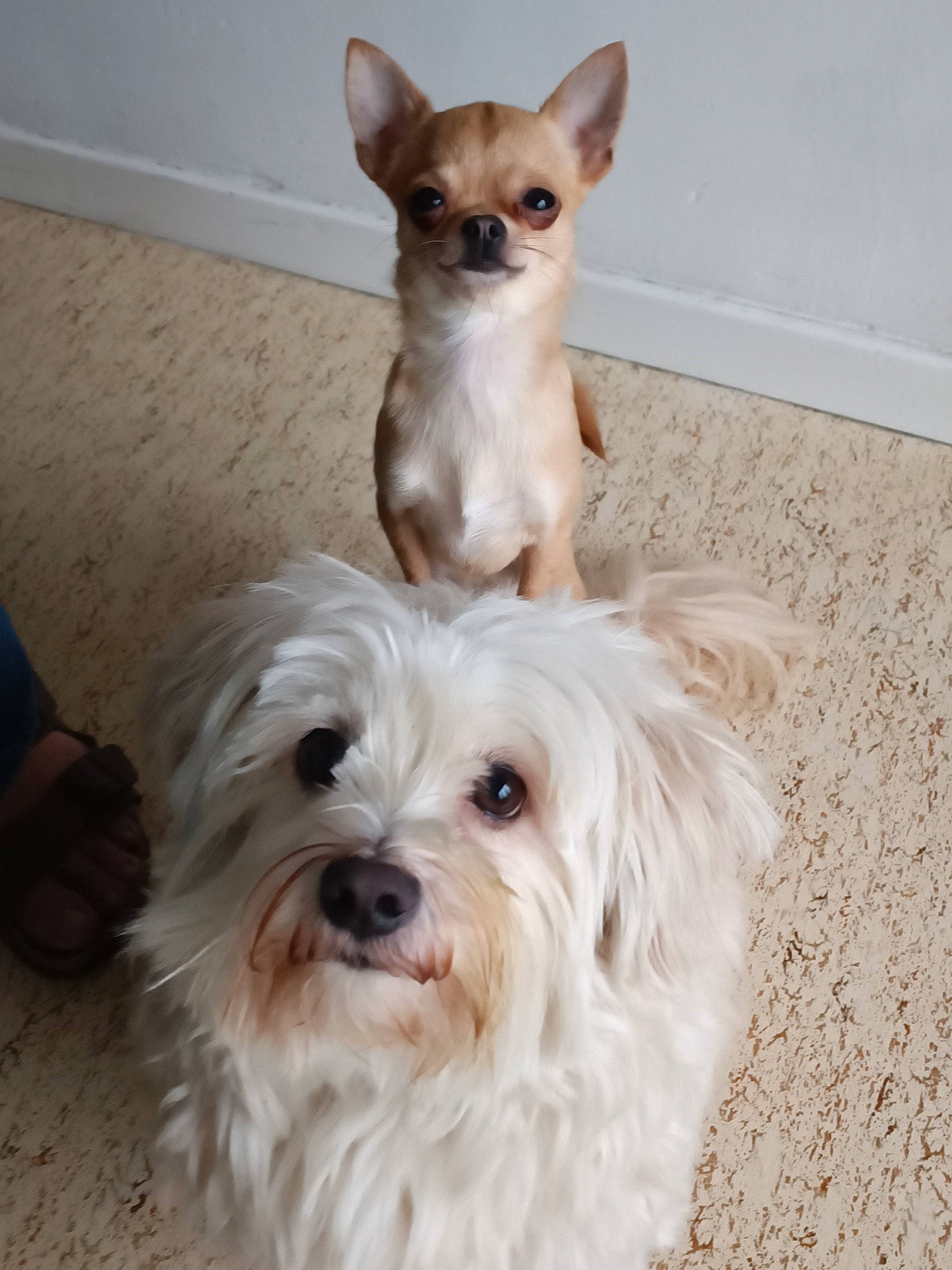 Moustique a rejoint le concours — aidez-le/la à gagner de superbes lots ! canidae, carnivore, collar, companion_dog, dog, dog_breed, dog_supply, fur, maltepoo, non_sporting_group, pet_supply, small_terrier, snout, sporting_group, terrestrial_animal, terrier, toy_dog, working_animal