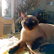 Tsuki participe au concours pour gagner de l'argent avec cette photo : cat, siamese_cat, table, tablecloth, sunlight, window, indoor, christmas_tree, decorations, chair, furniture, pet, animal, face, blue_eyes, relaxing, cozy, holiday, domestic, warm_light