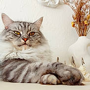 Tomi participe au concours pour gagner de l'argent avec cette photo : cat, fluffy, tabby, gray_cat, relaxed, indoor, pet, feline, closeup, paw, whiskers, yellow_eyes, vase, dried_flowers, decor, minimalist, fur, portrait, resting, animal