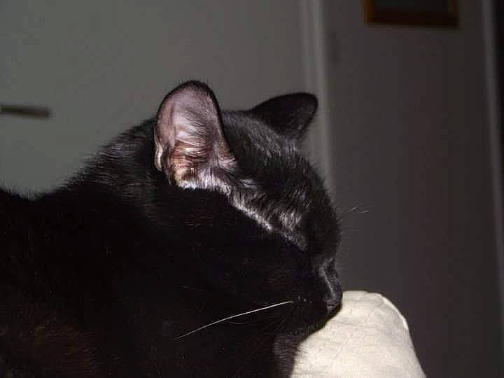 Louloutte a rejoint le concours — aidez-le/la à gagner de superbes lots ! asian, black, black_cat, carnivore, cat, domestic_short_haired_cat, ear, eye, felidae, fur, kitten, nap, neck, nose, organ, small_to_medium_sized_cats, snout, tail, whiskers