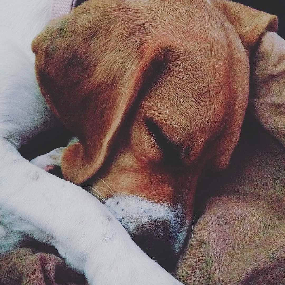 Maya participe au concours pour gagner de l'argent avec cette photo : canidae, carnivore, companion_dog, dog, dog_breed, dogue_de_bordeaux, ear, fawn, nap, nose, pointer, puppy, puppy_love, sleep, snout, sporting_group, vizsla