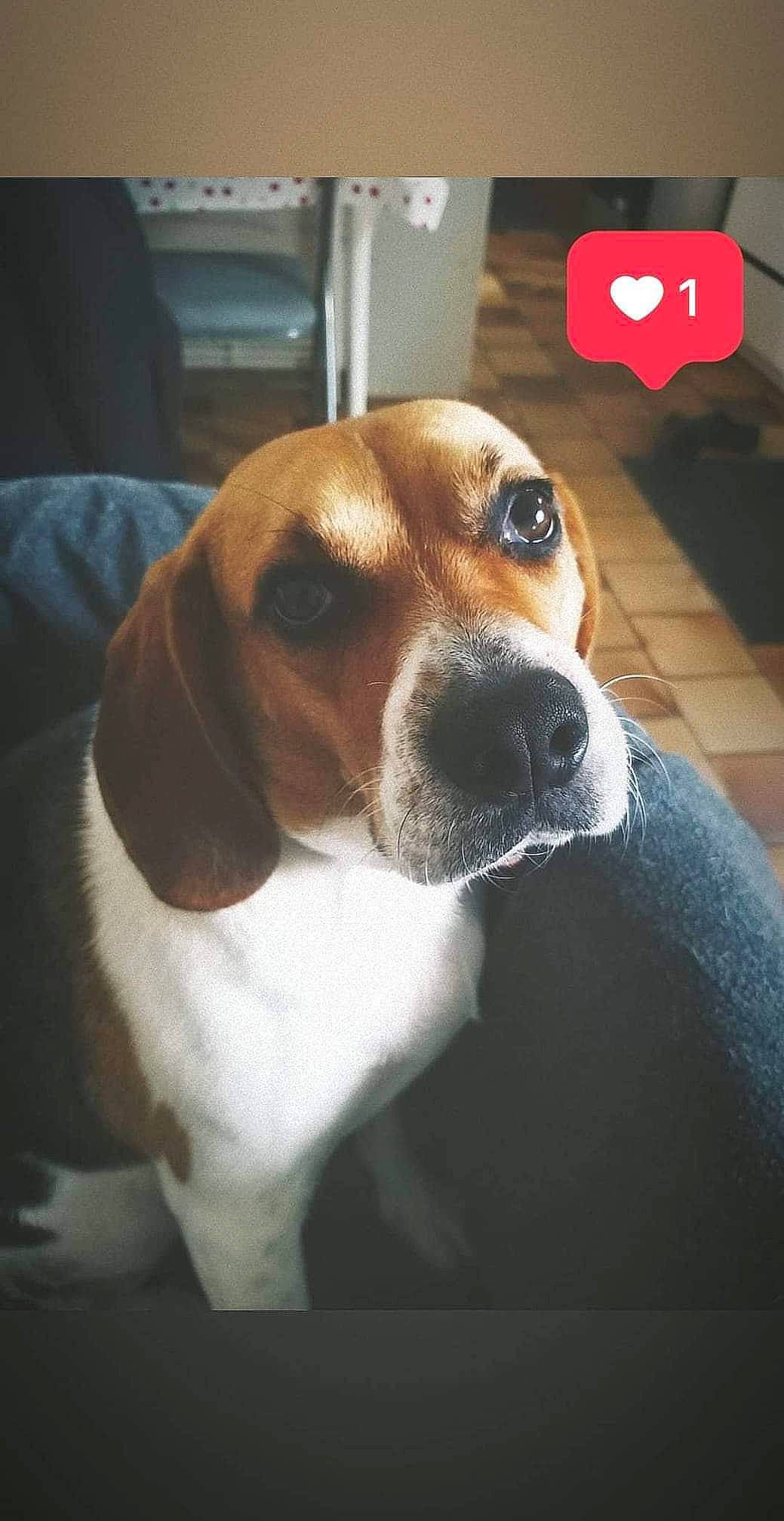 Maya participe au concours pour gagner de l'argent avec cette photo : american_foxhound, beagle, beagle_harrier, beaglier, canidae, carnivore, coonhound, dog, dog_breed, english_foxhound, estonian_hound, finnish_hound, harrier, mammal, nose, pocket_beagle, serbian_tricolour_hound, snout, treeing_walker_coonhound, vertebrate