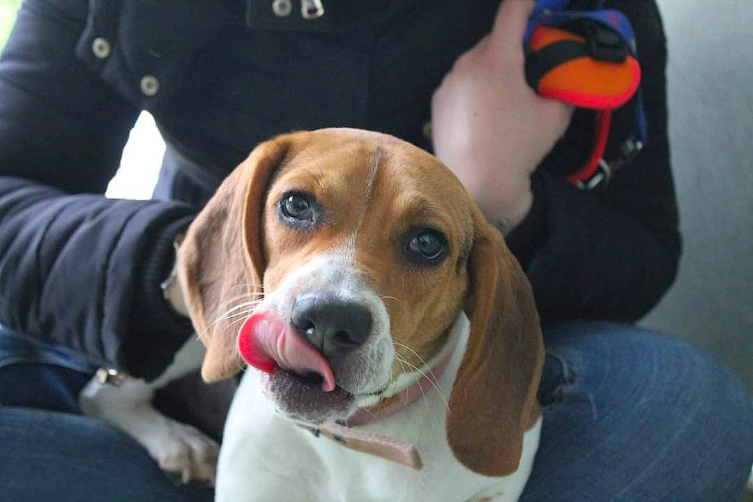 Maya participe au concours pour gagner de l'argent avec cette photo : american_foxhound, basset_artesien_normand, beagador, beagle, beagle_harrier, canidae, carnivore, companion_dog, dog, dog_breed, english_foxhound, estonian_hound, finnish_hound, grand_anglo_francais_tricolore, harrier, mammal, serbian_tricolour_hound, snout, treeing_walker_coonhound, vertebrate