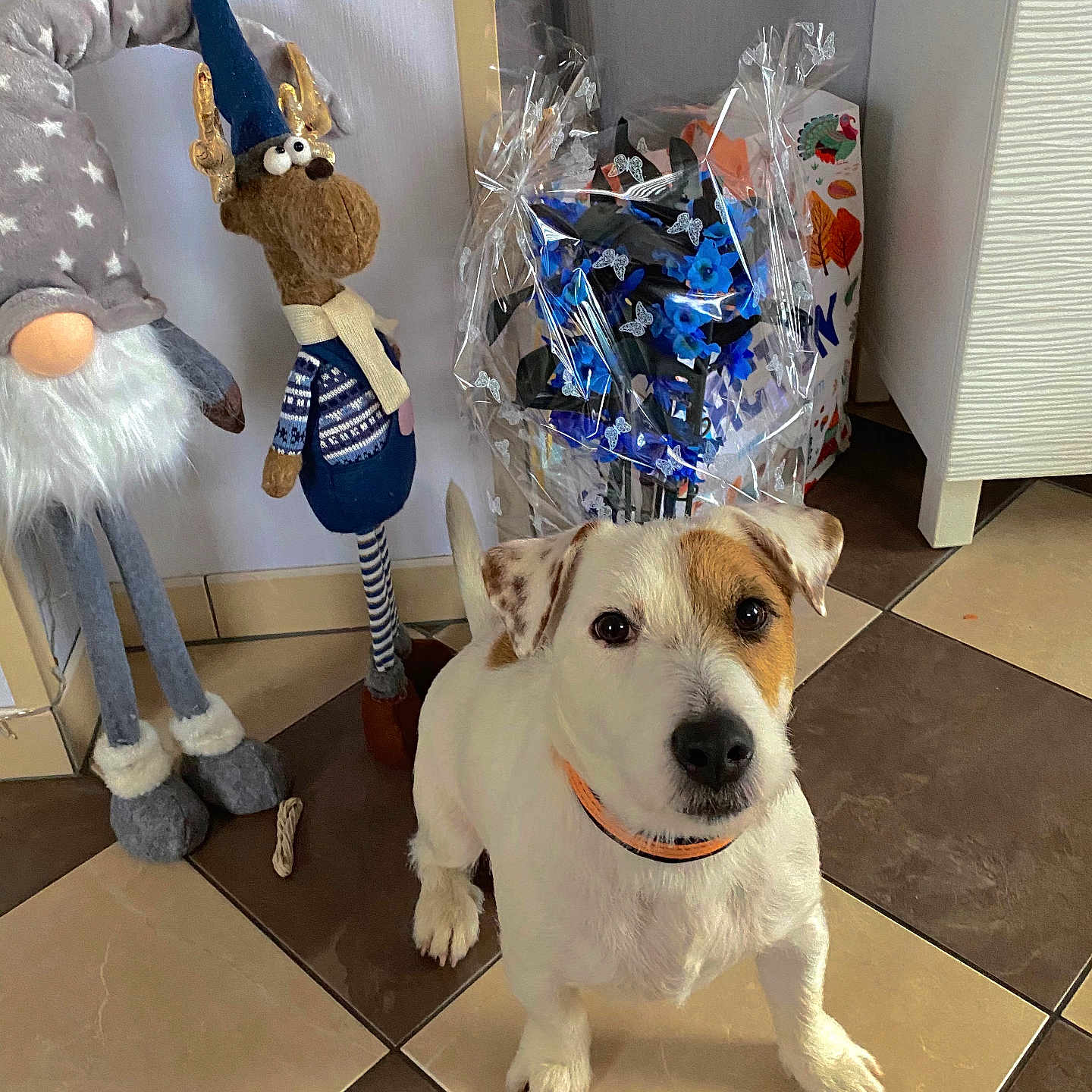 Milow a rejoint le concours — aidez-le/la à gagner de superbes lots ! dog, jack_russell, pet, animal, portrait, sitting, indoors, tile_floor, holiday, festive, gnome, reindeer, gift_basket, flowers, decorations, white_fur, brown_patches, orange_collar, home, cute
