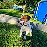 dog, jack_russell, pet, animal, sitting, tongue_out, happy, outdoors, garden, grass, sunlight, trees, backyard, collar, white_and_brown, parked_car, blue_object, concrete, nature, portrait