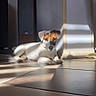 dog, jack_russell_terrier, puppy, pet, lying_down, sunlight, indoor, home, floor, tiles, portrait, looking_at_camera, white_fur, brown_patches, black_nose, floppy_ears, shadow, doorway, speaker, relaxed