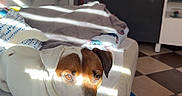 Stitch participe au concours pour gagner de l'argent avec cette photo : dog, pet, animal, portrait, indoors, bedroom, bed, blanket, bedding, sunlight, sunbeam, relaxed, lying_down, brown_and_white, short_hair, floppy_ears, black_nose, home, flowers, furniture