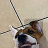 dog, puppy, pet, animal, portrait, close_up, smiling, happy, open_mouth, floppy_ear, pointed_ear, white_fur, brown_fur, black_nose, collar, lying_down, tile_floor, indoor, playful, face