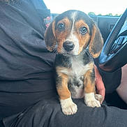 Rosie joined the competition — help win amazing prizes! animal, beagle, beard, black_shirt, car, closeup, cute, dog, front_view, human_hand, indoor, lap, looking_at_camera, person, pet, puppy, sitting, steering_wheel, window, young_dog