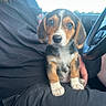 puppy, dog, pet, animal, beagle, car, steering_wheel, lap, person, beard, black_shirt, cute, young_dog, indoor, window, looking_at_camera, sitting, closeup, front_view, human_hand