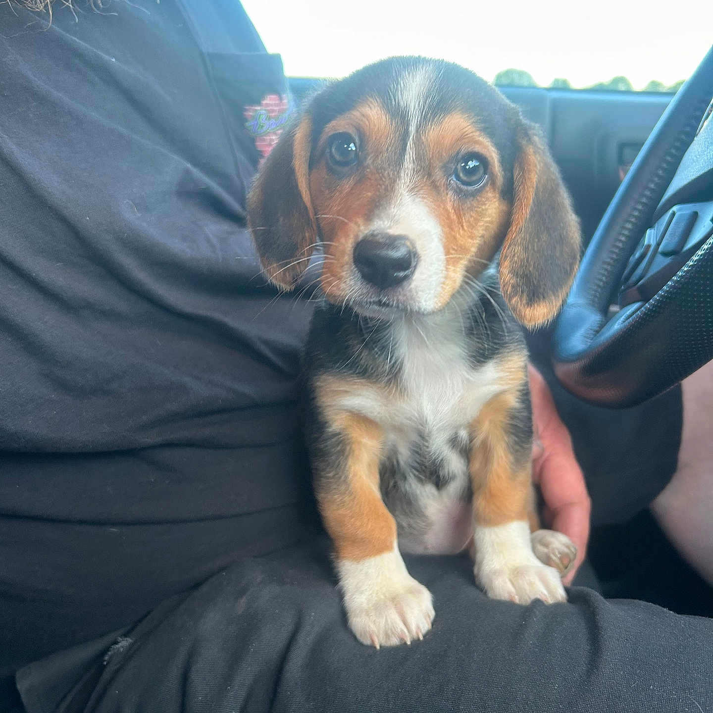 Rosie