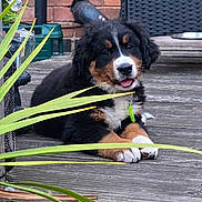 Aurora is registered to the contest to win money with this photo: bernese_mountain_dog, black_brown_white, closeup, collar, cute, dog, furry, greenery, happy, nature, outdoor, pet, plant, puppy, resting, smiling, summer, tongue_out, wooden_deck, young_dog