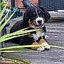 bernese_mountain_dog, black_brown_white, closeup, collar, cute, dog, furry, greenery, happy, nature, outdoor, pet, plant, puppy, resting, smiling, summer, tongue_out, wooden_deck, young_dog