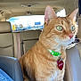 cat, orange_tabby, green_eyes, collar, pet_tag, car_interior, leather_seat, backseat, sunlight, window, gazing, feline, domestic_cat, indoor, close_up, side_view, seatbelt, animal, cute, alert