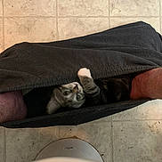 Morty is registered to the contest to win money with this photo: animal, cat, clothing, cozy, curious, domestic_cat, feline, floor, gray_fur, indoor, kitten, legs, pants, paw, person, pet, playful, sitting, tile, white_paw