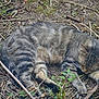cat, tabby_cat, sleeping, outdoor, nature, animal, fur, wildlife, resting, ground, leaf_litter, twigs, plant, mammal, cute, pet, relaxation, closeup, daylight, camouflage