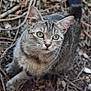 Mia participe au concours pour gagner de l'argent avec cette photo : cat, tabby_cat, green_eyes, outdoor, nature, twigs, leaves, animal, pet, fur, closeup, curious, ground, wildlife, mammal, whiskers, ears, alert, young_cat, natural_light