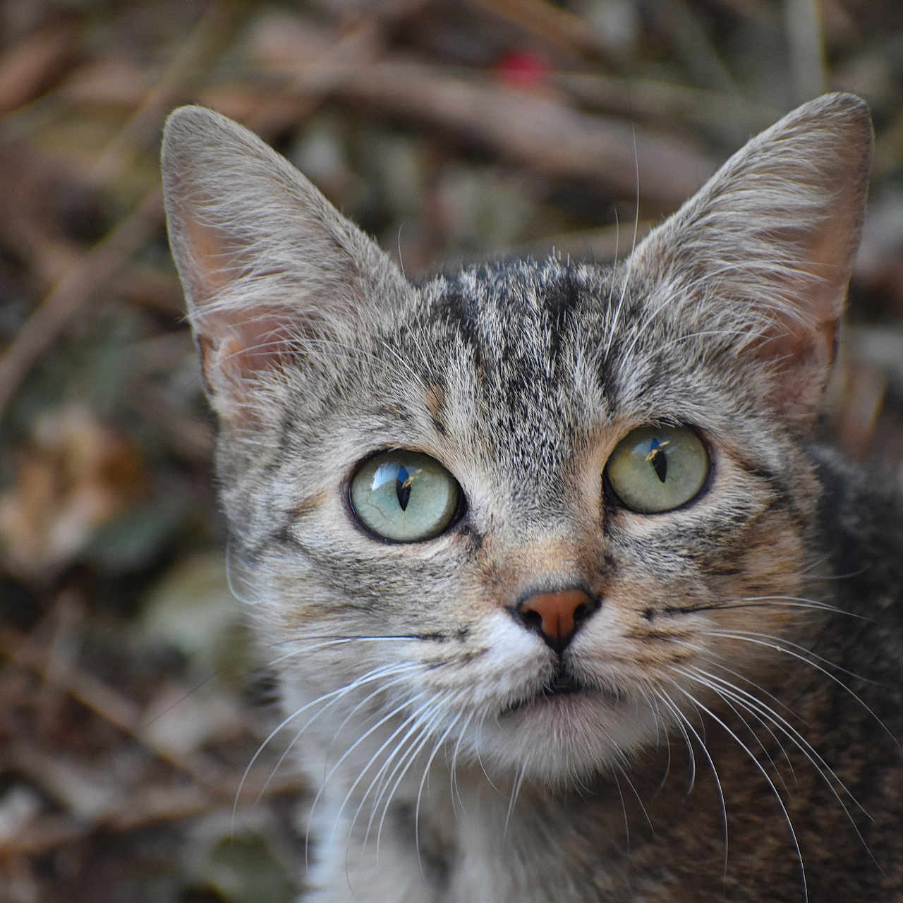Mia a rejoint le concours — aidez-le/la à gagner de superbes lots ! animal, background_blur, cat, close_up, curious, ears, eyes, face, feline, fur, green_eyes, mammal, nature, nose, outdoor, pet, portrait, tabby, whiskers, wildlife