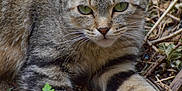 Mia a rejoint le concours — aidez-le/la à gagner de superbes lots ! cat, tabby_cat, animal, pet, outdoor, nature, green_eyes, fur, whiskers, relaxing, close_up, ground, leaves, twigs, brown, wildlife, mammal, cute, laying, alert