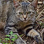cat, tabby_cat, animal, pet, outdoor, nature, green_eyes, fur, whiskers, relaxing, close_up, ground, leaves, twigs, brown, wildlife, mammal, cute, laying, alert
