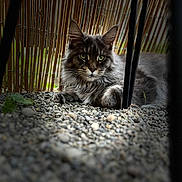 Fifi participe au concours pour gagner de l'argent avec cette photo : cat, maine_coon, fluffy, gray_fur, green_eyes, animal, pet, feline, long_hair, whiskers, ears, portrait, outdoor, garden, gravel, bamboo, fence, lying_down, alert, nature
