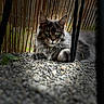 cat, maine_coon, fluffy, gray_fur, green_eyes, animal, pet, feline, long_hair, whiskers, ears, portrait, outdoor, garden, gravel, bamboo, fence, lying_down, alert, nature