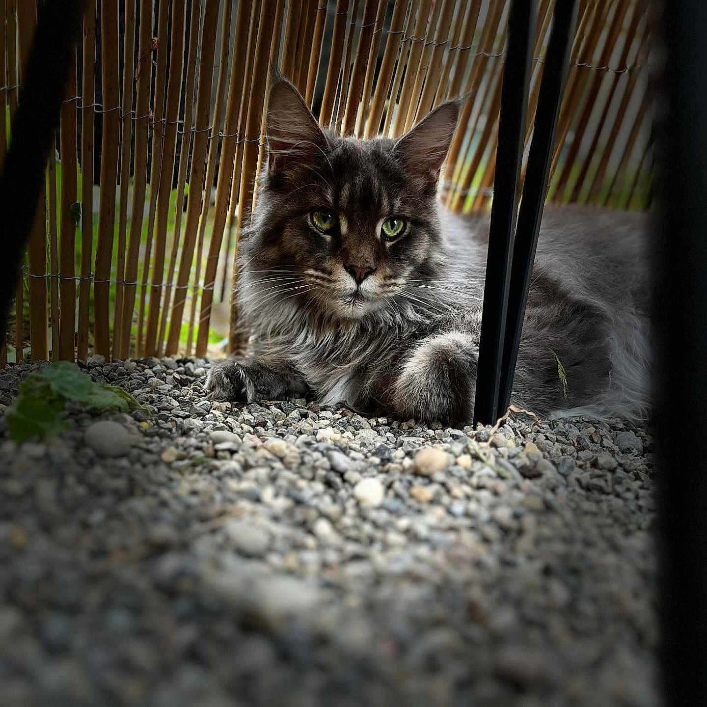 Fifi