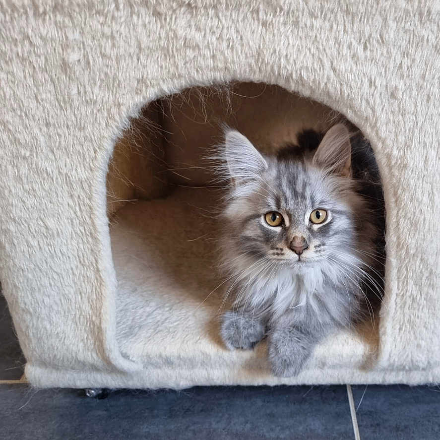 Fifi