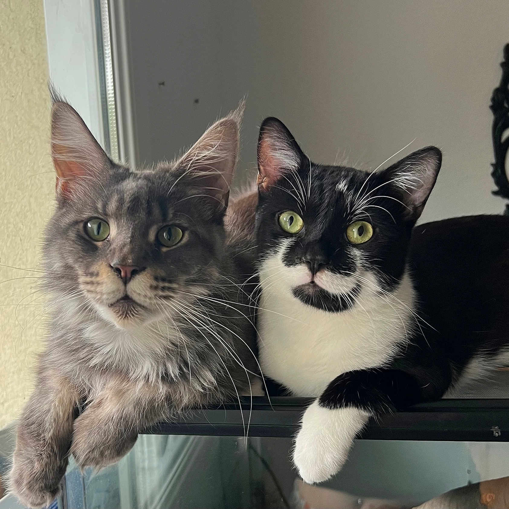 Fifietbounty a rejoint le concours — aidez-le/la à gagner de superbes lots ! cat, cats, kitten, feline, gray_cat, tuxedo_cat, longhaired_cat, shorthaired_cat, green_eyes, whiskers, ears, paws, pet, animal, portrait, indoors, window, closeup, sitting, black_and_white