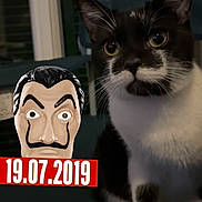 Bounty a rejoint le concours — aidez-le/la à gagner de superbes lots ! cat, black_and_white_cat, pet, animal, portrait, sitting, indoors, dark_background, white_chest, white_paws, pointed_ears, whiskers, green_eyes, looking_at_camera, cartoon_mask, disguise, heist_theme, date_overlay, red_text, screenshot