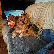 Rouki a rejoint le concours — aidez-le/la à gagner de superbes lots ! blanket, comfort, couch, cozy, dog, ears, eyes, face, fireplace, fur, furniture, home, indoor, nose, pet, pillow, relaxation, stone, tail, wood