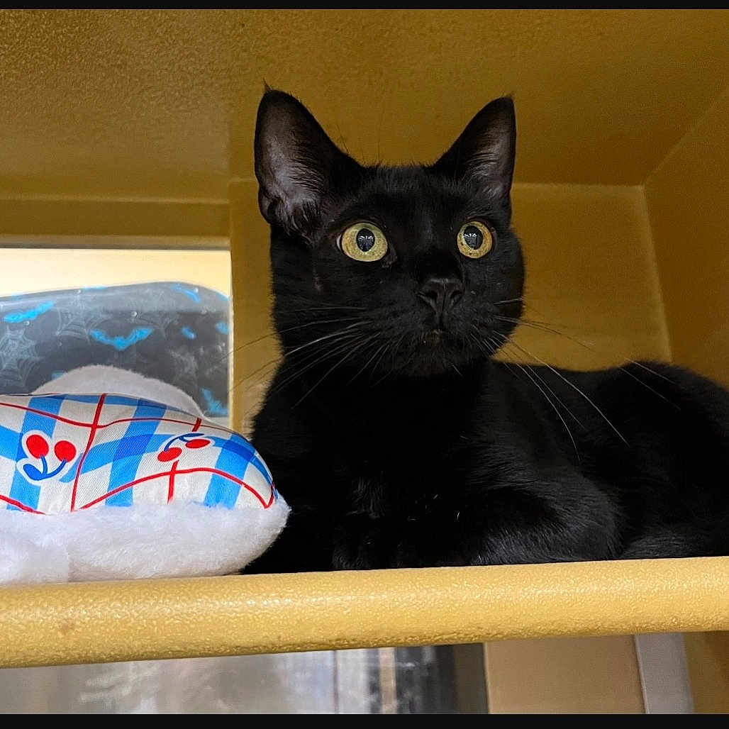 Furrgie joined the competition — help win amazing prizes! cat, black_cat, pet, animal, feline, whiskers, yellow_eyes, ears, portrait, close_up, sitting, indoors, cushion, pillow, furniture, golden, home, alert, looking_at_camera, photography