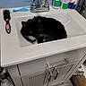 bathroom, black_cat, cat, cleaning_products, countertop, faucet, feline, fluffy, hairbrush, home, indoor, long_hair, mirror, pet, shower_curtain, sink, sitting, toothbrush, vanity, white_chest