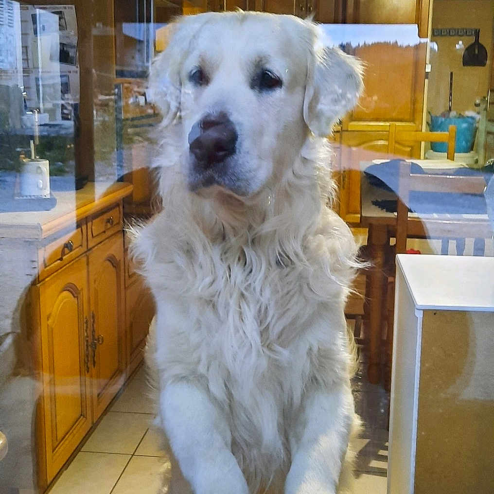 Ulysse a rejoint le concours — aidez-le/la à gagner de superbes lots ! animal, chair, counter, curious, dining_table, dog, floor_tiles, fur, glass, golden_retriever, home, house, indoors, kitchen, looking, paws, pet, reflection, window, wooden_cabinets