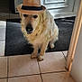 dog, golden_retriever, hat, fedora, pet, indoor, tile_floor, curtain, door, animal, sitting, canine, fur, domestic_animal, portrait, looking_at_camera, adorable, companion, cute, house