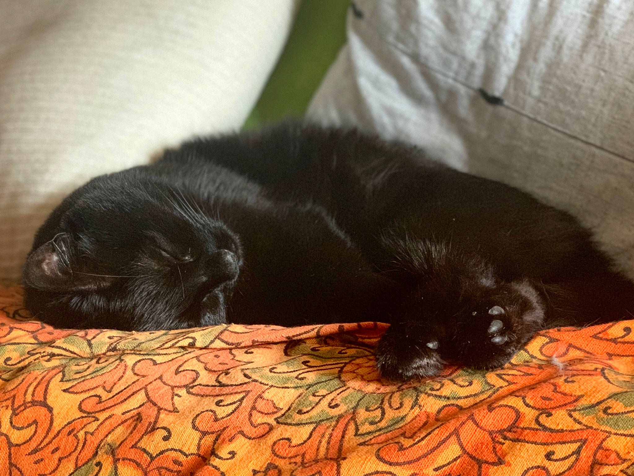 Irish a rejoint le concours — aidez-le/la à gagner de superbes lots ! black_cat, canidae, carnivore, cat, companion_dog, dog, dog_breed, felidae, flat_coated_retriever, hovawart, labrador_retriever, nap, puppy, retriever, sleep, sporting_group, tail