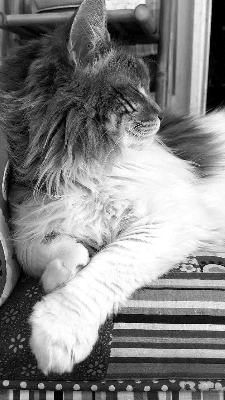 Kiwi a rejoint le concours — aidez-le/la à gagner de superbes lots ! black_and_white, british_longhair, carnivore, cat, domestic_long_haired_cat, felidae, fur, kitten, monochrome, monochrome_photography, norwegian_forest_cat, paw, photography, polydactyl_cat, siberian, small_to_medium_sized_cats, snout, style, whiskers