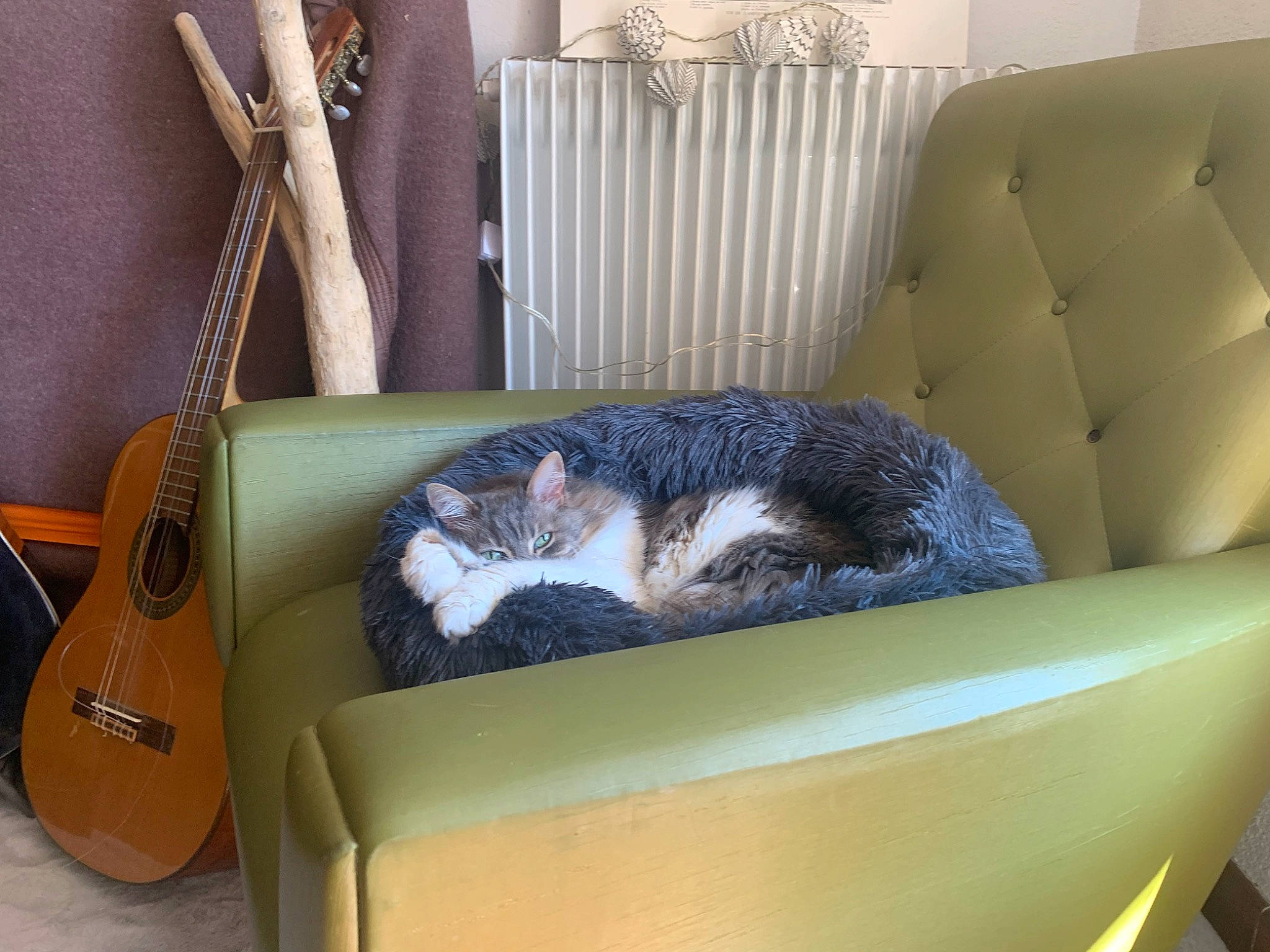 Kiwi participe au concours pour gagner de l'argent avec cette photo : carnivore, cat, cat_bed, comfort, couch, felidae, furniture, nap, room, small_to_medium_sized_cats, tail, whiskers