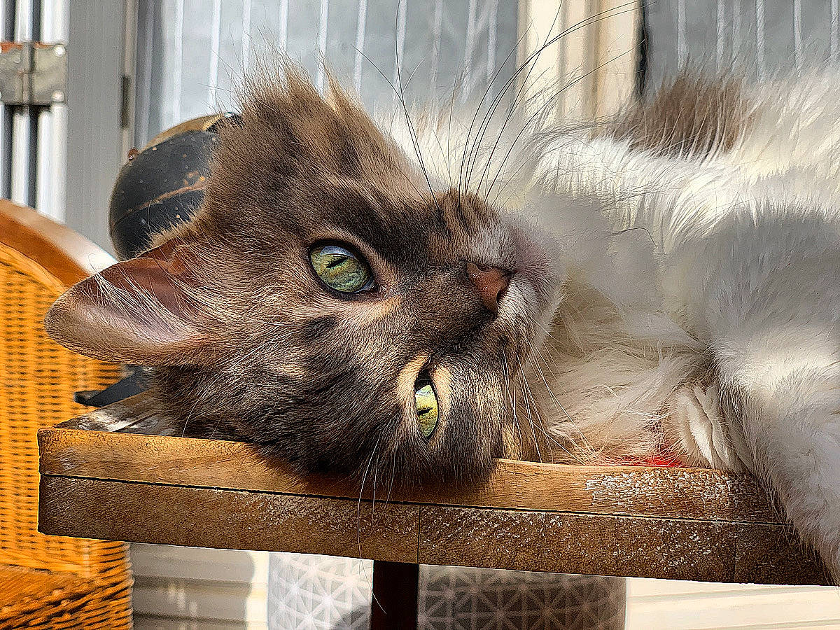 Kiwi a rejoint le concours — aidez-le/la à gagner de superbes lots ! asian, carnivore, cat, ear, eye, felidae, fur, kitten, nebelung, norwegian_forest_cat, small_to_medium_sized_cats, snout, tabby_cat, whiskers