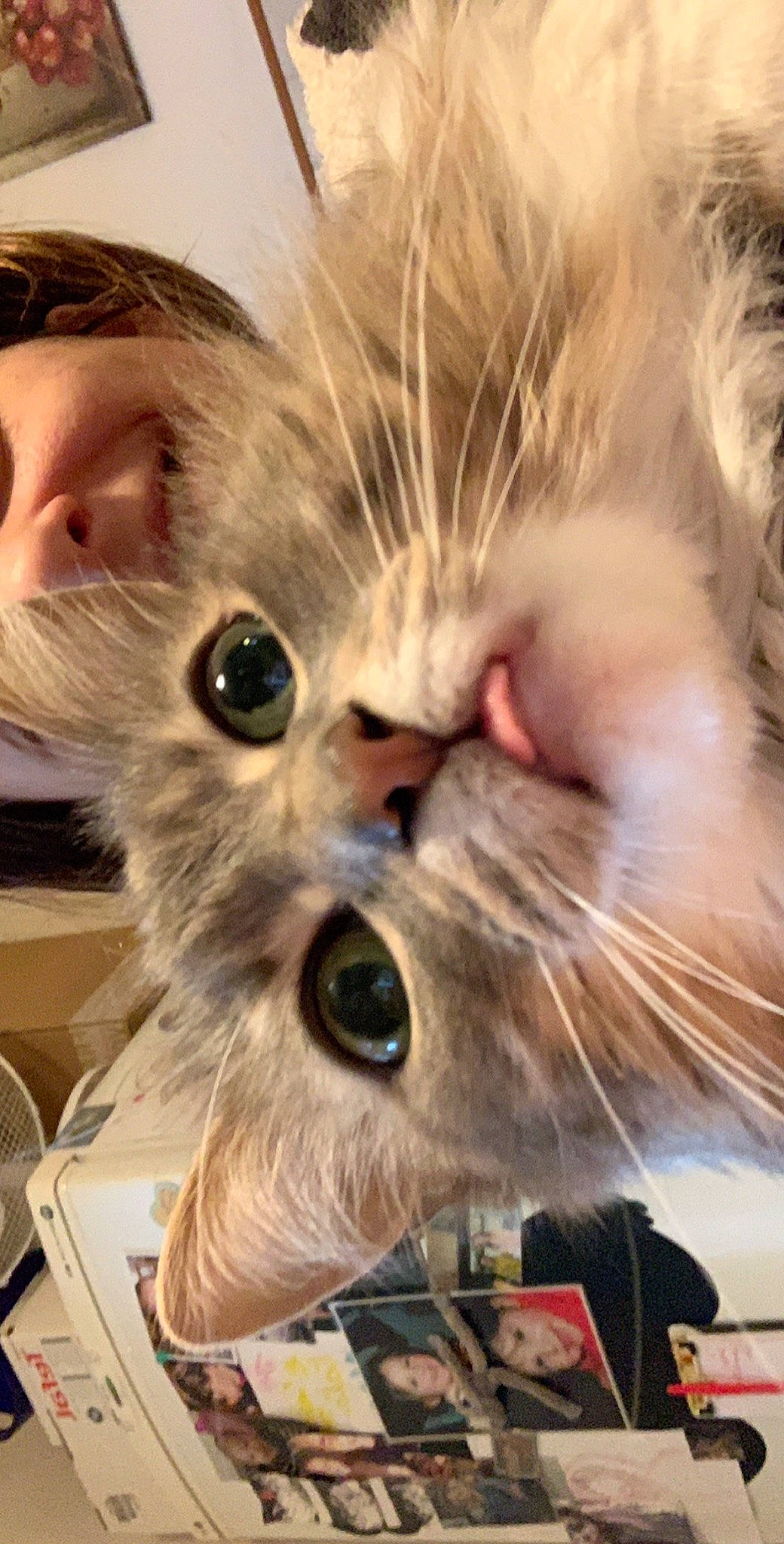 Kiwi a rejoint le concours — aidez-le/la à gagner de superbes lots ! american_curl, asian, british_longhair, carnivore, cat, felidae, fur, kitten, photo_caption, photography, ragamuffin, ragdoll, siberian, small_to_medium_sized_cats, snout, whiskers