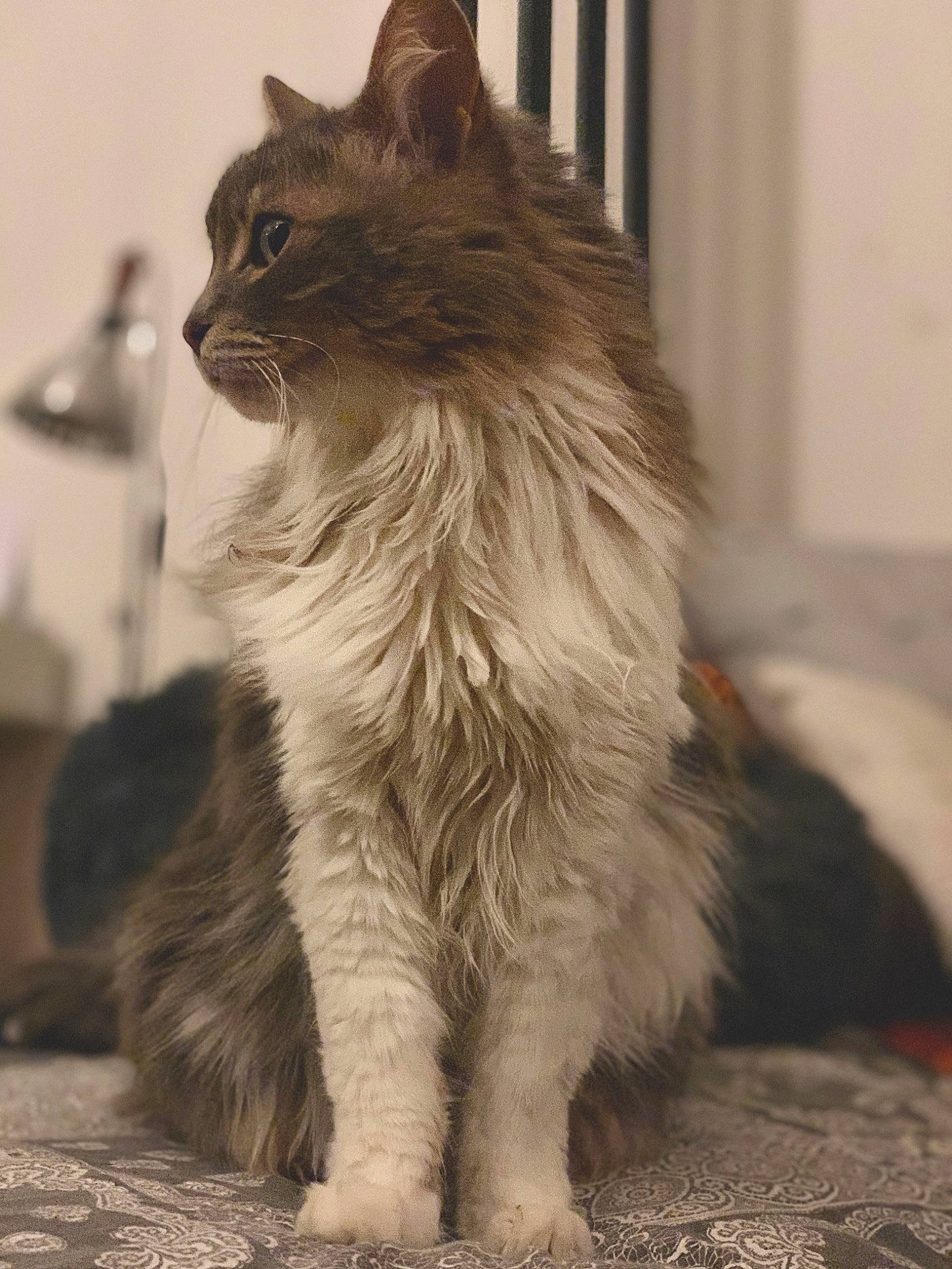 Kiwi participe au concours pour gagner de l'argent avec cette photo : asian, asian_semi_longhair, british_longhair, british_semi_longhair, carnivore, cat, cymric, domestic_long_haired_cat, felidae, kitten, maine_coon, mammal, norwegian_forest_cat, persian, ragamuffin, siberian, small_to_medium_sized_cats, turkish_angora, vertebrate, whiskers